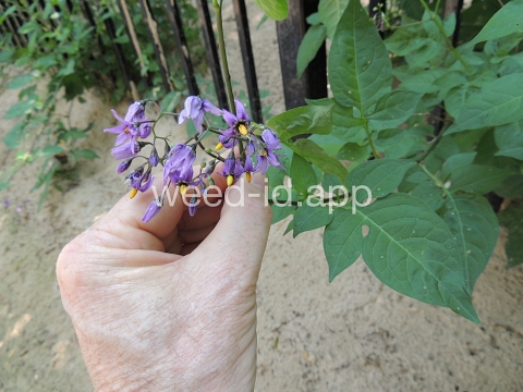 nightshade, bittersweet